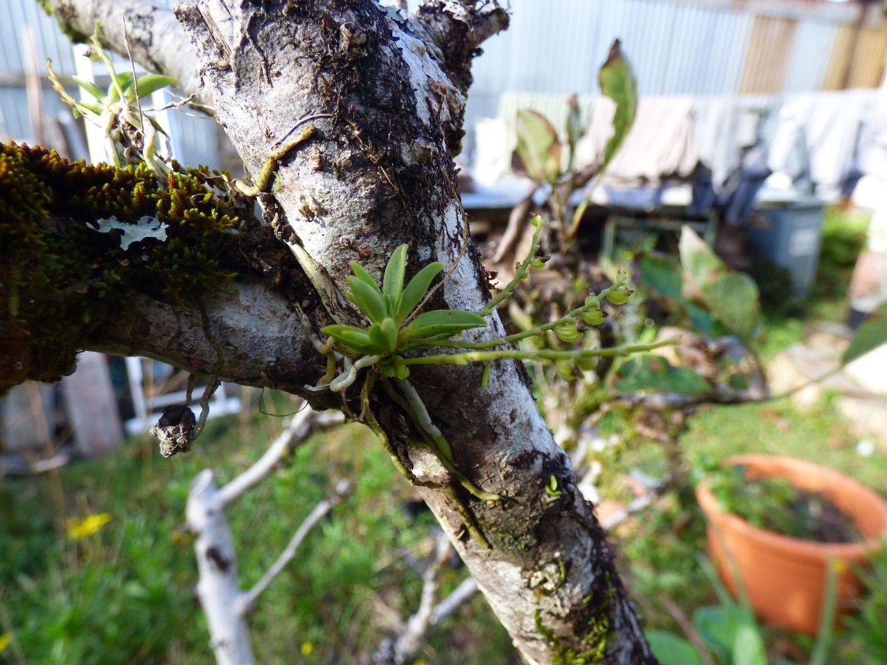 Angraecum microphyton habit