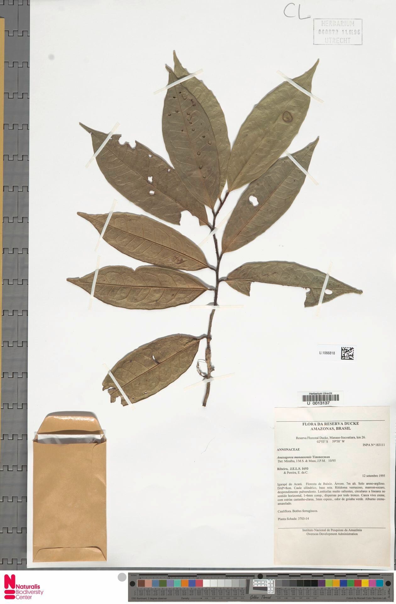 Anaxagorea manausensis — search result for 'Anaxagorea'