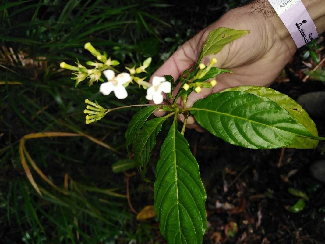 Guettarda foliacea — houseplant care guide