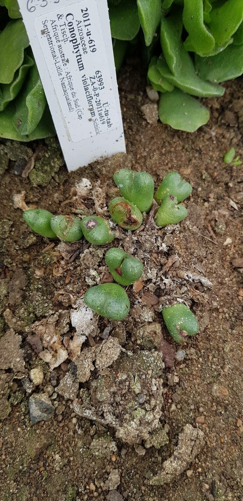 Conophytum violaciflorum habit