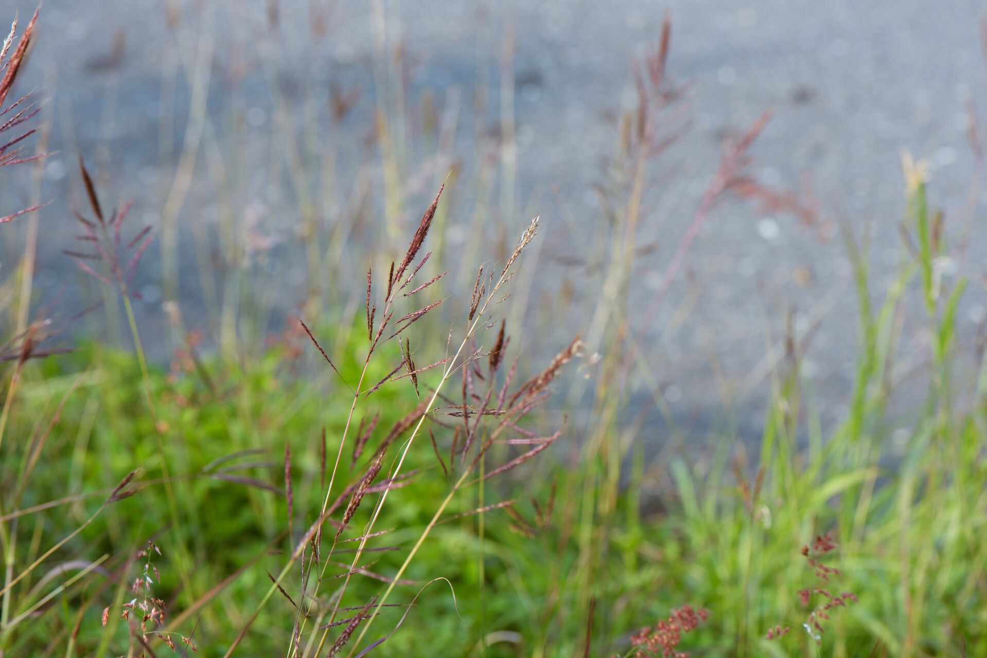 Bothriochloa glabra — related species from the same genus