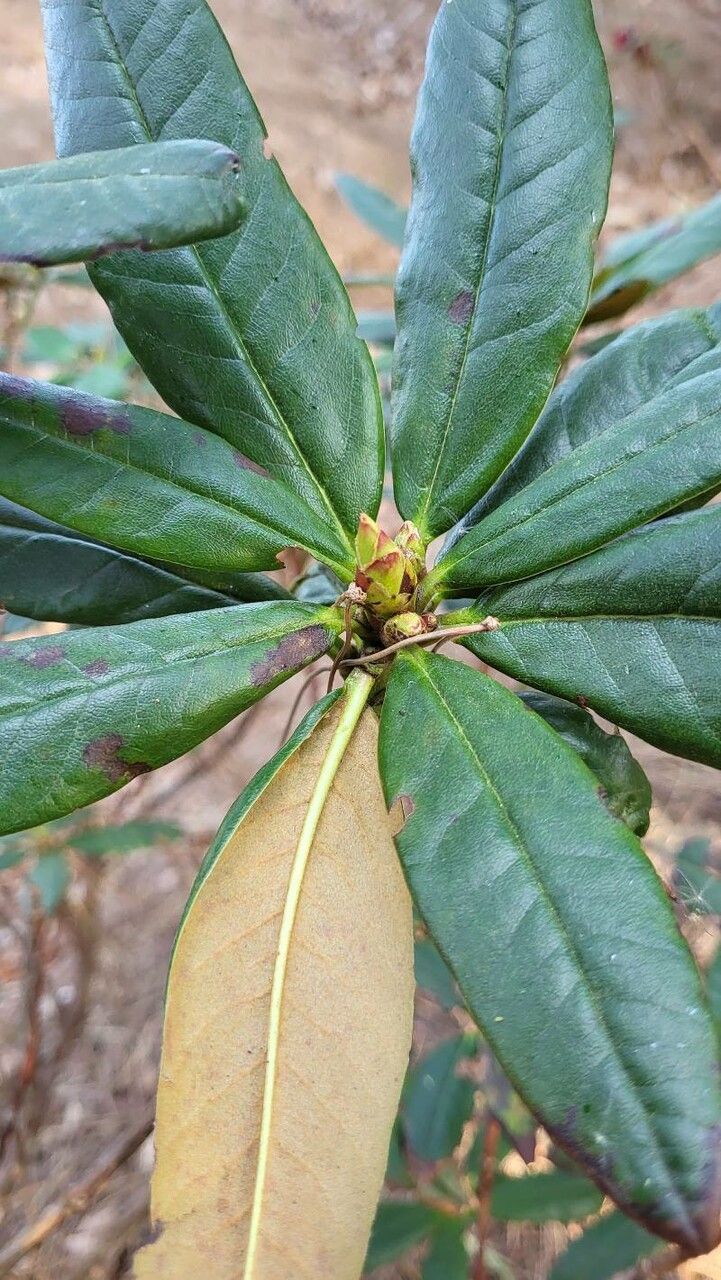 Rhododendron microgynum — houseplant care guide