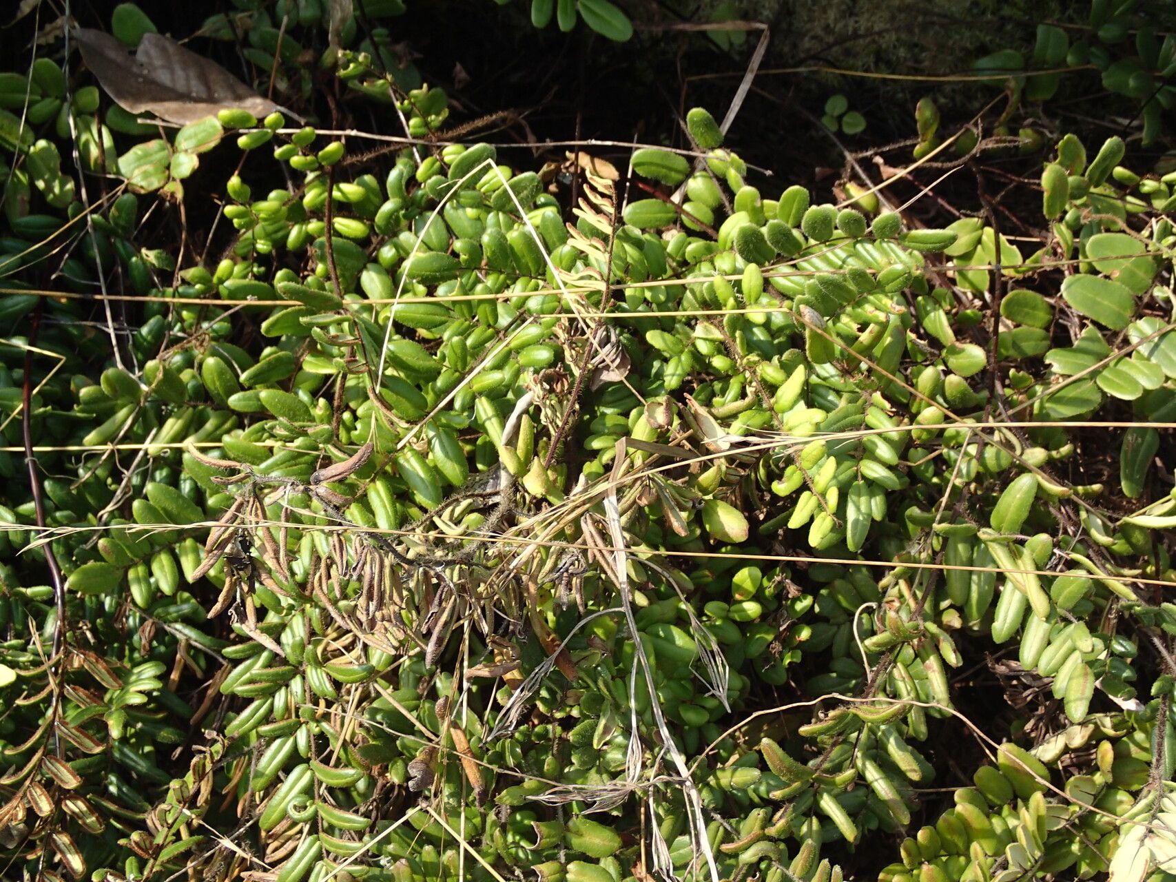 Hemionitis dura habit