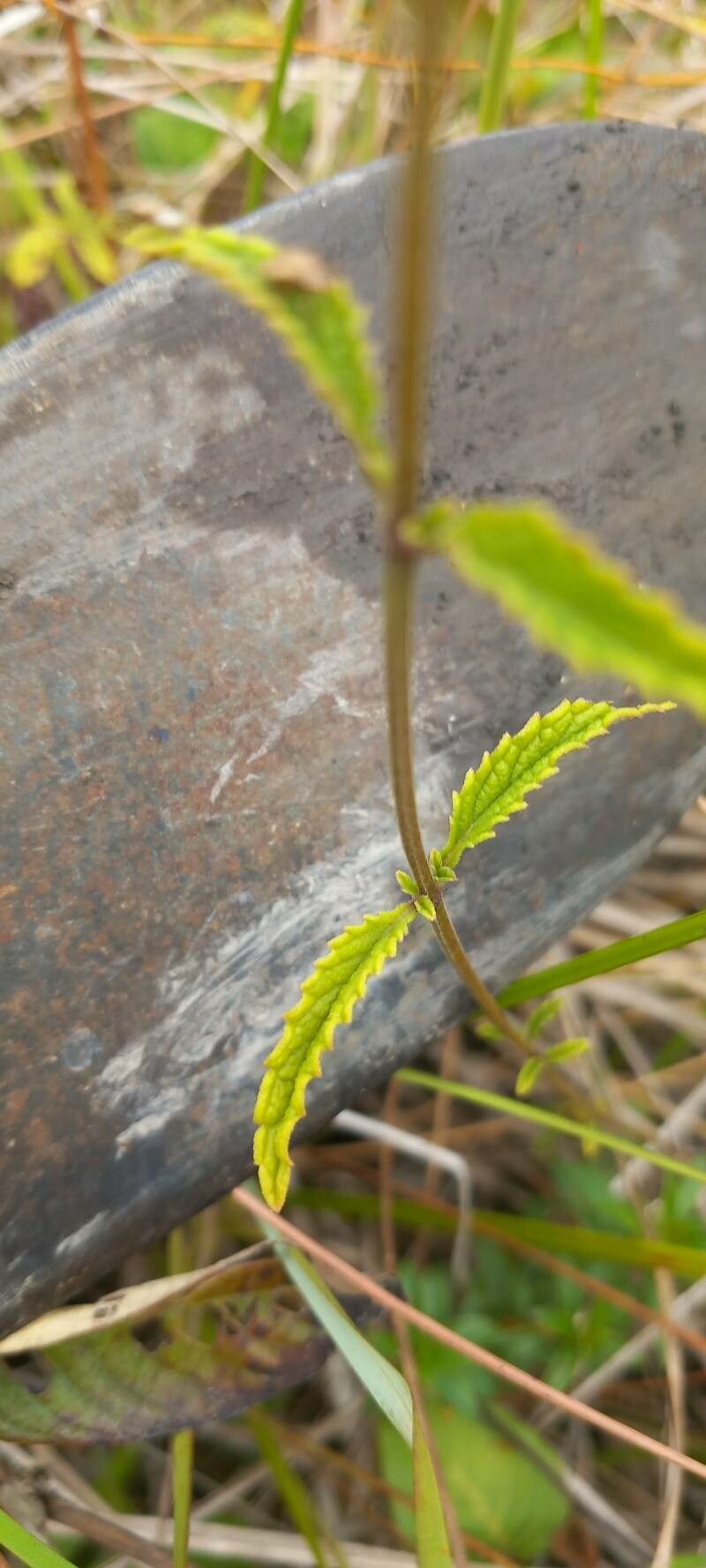 Hyptis lanceolata — houseplant care guide