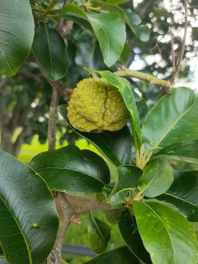 Calodendrum capense fruit