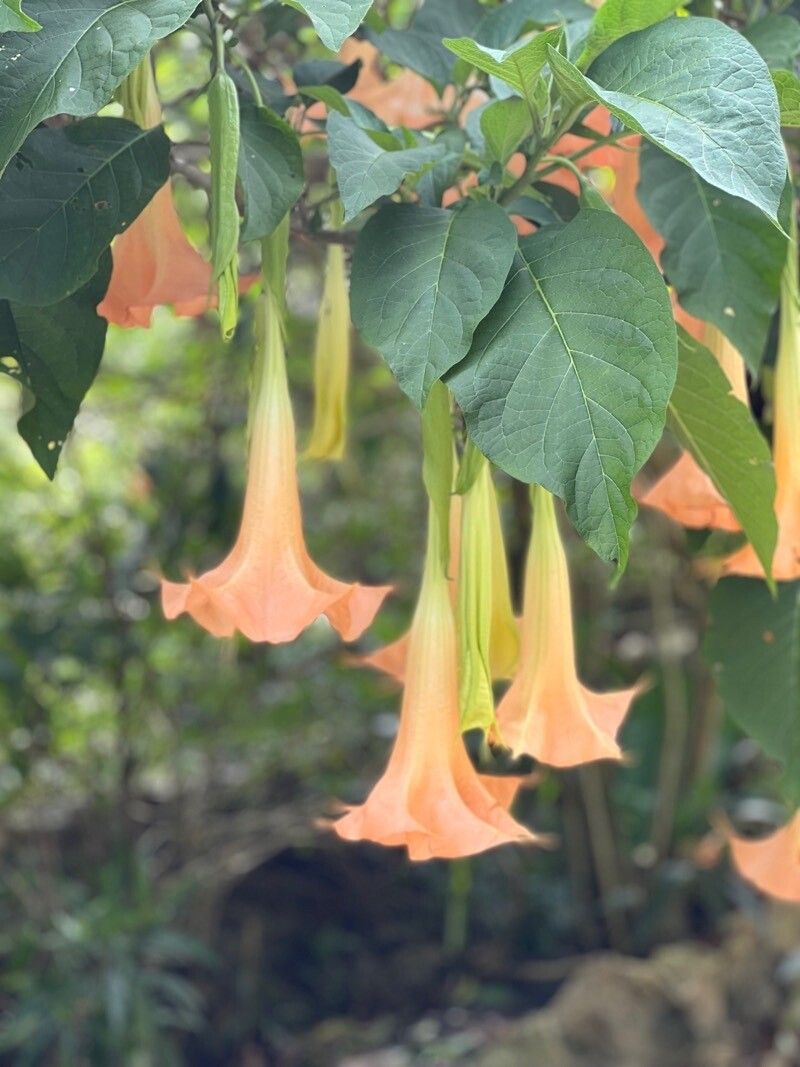 Brugmansia versicolor flower