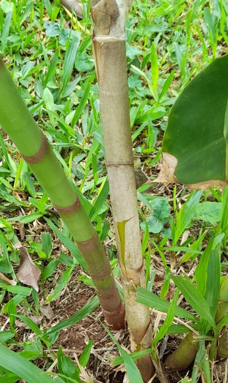 Costus barbatus bark