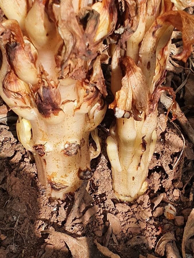 Cistanche tubulosa bark