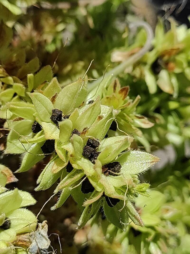 Echium wildpretii fruit
