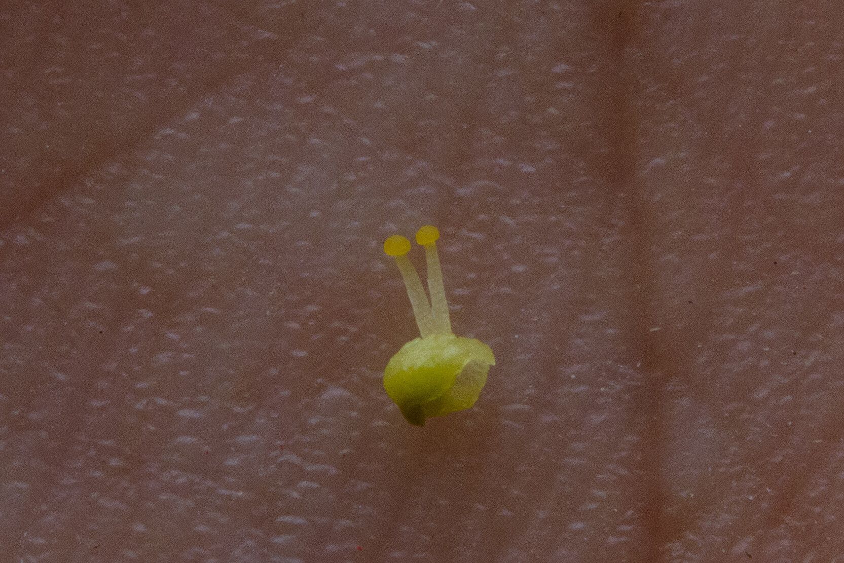 Cuscuta chinensis flower
