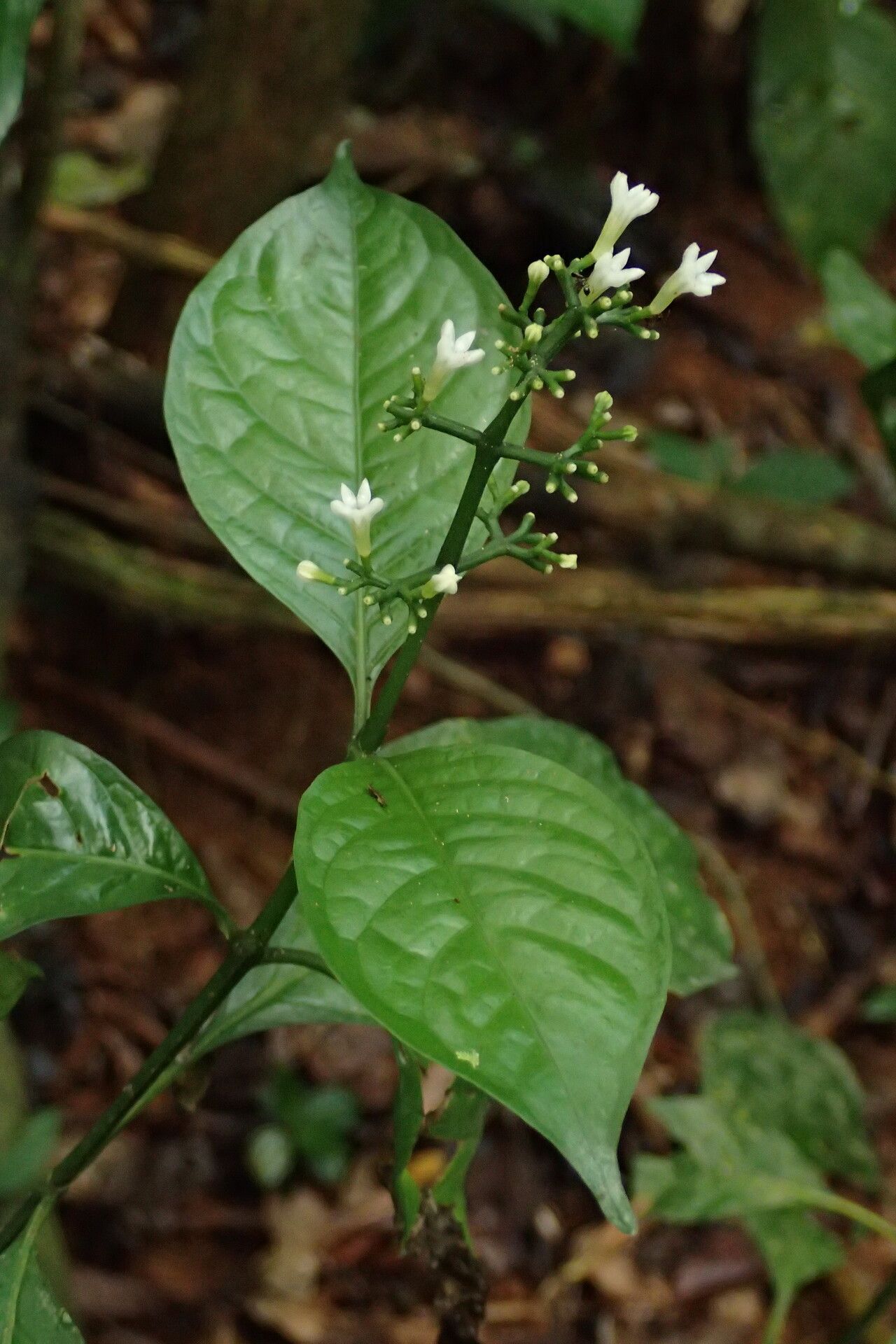 Chassalia pteropetala — houseplant care guide