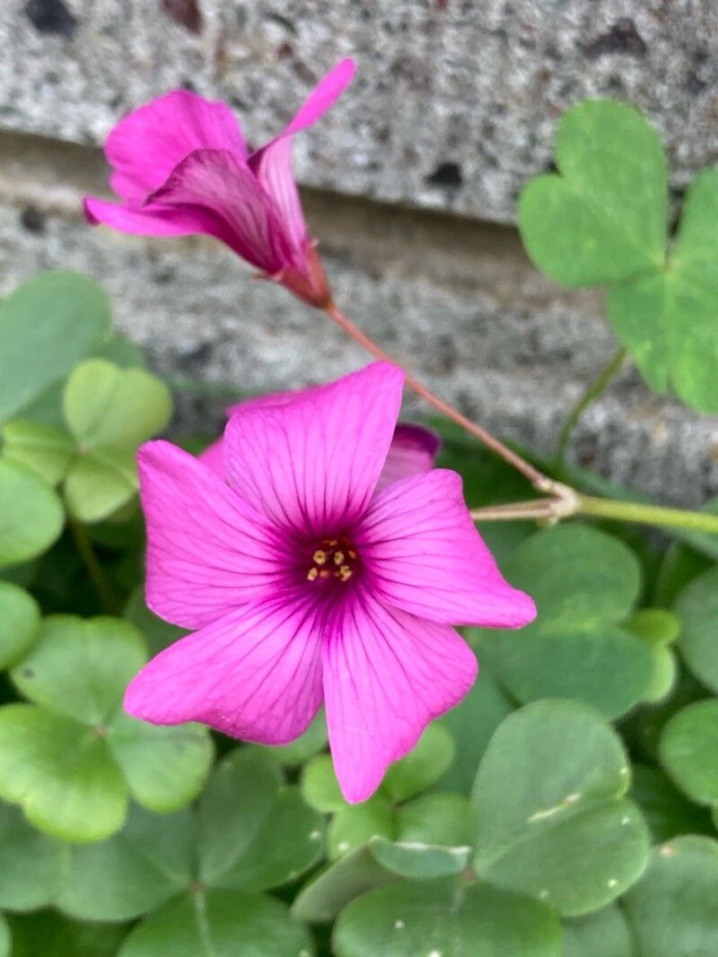 Oxalis brasiliensis flower