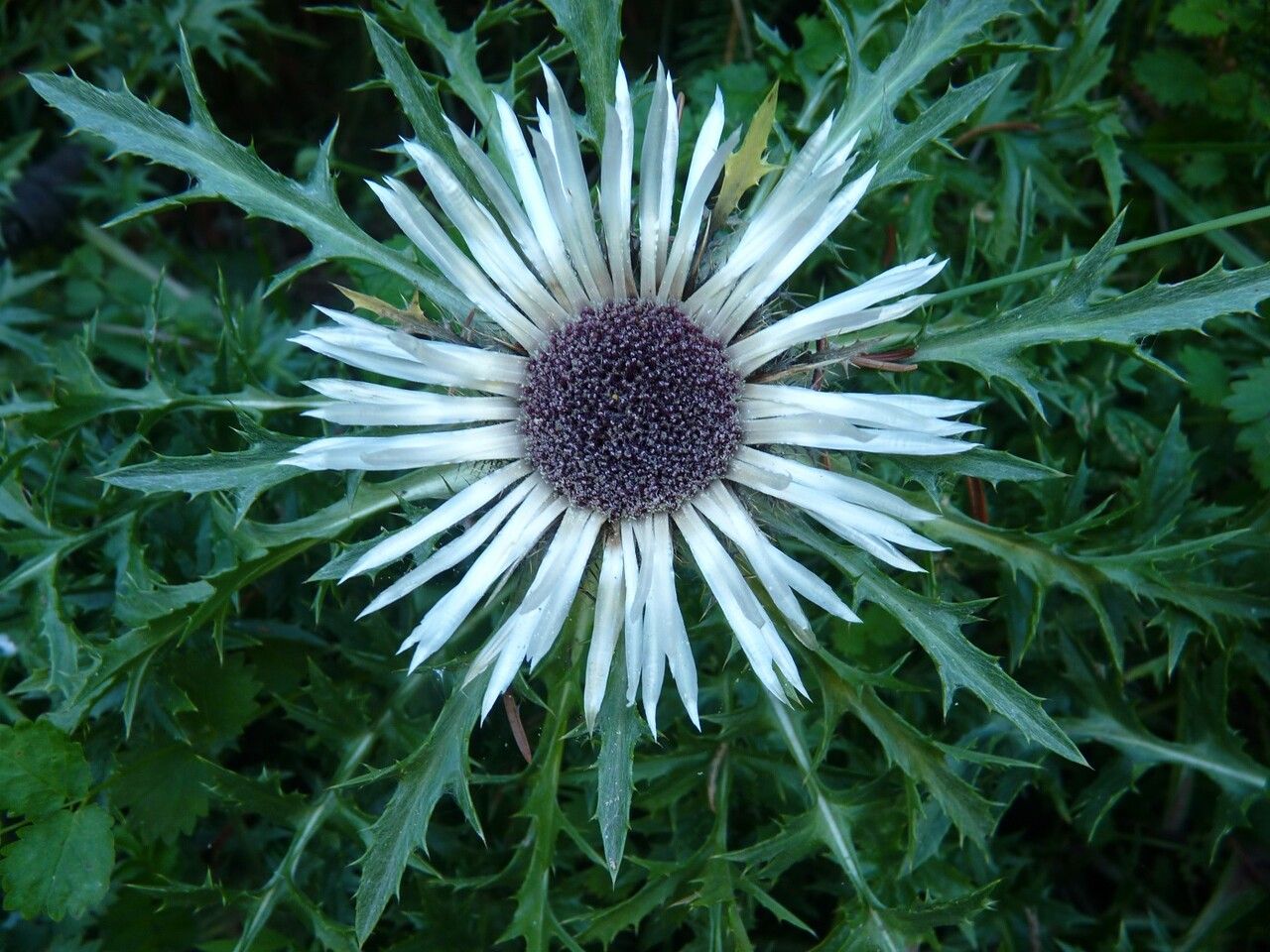 Carlina acaulis flower