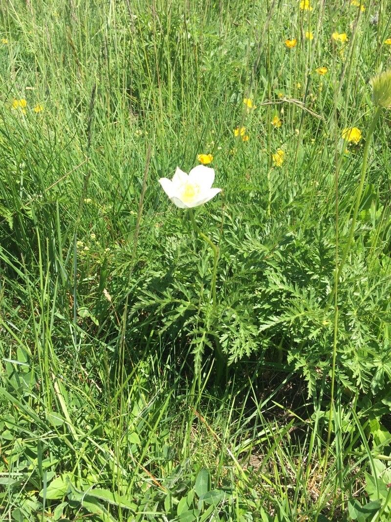 Pulsatilla scherfelii leaf