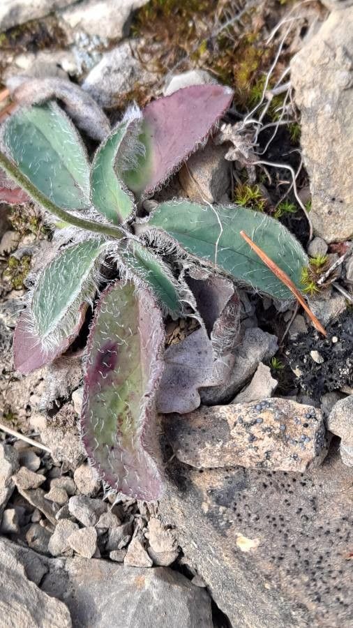 Hieracium bifidum — houseplant care guide