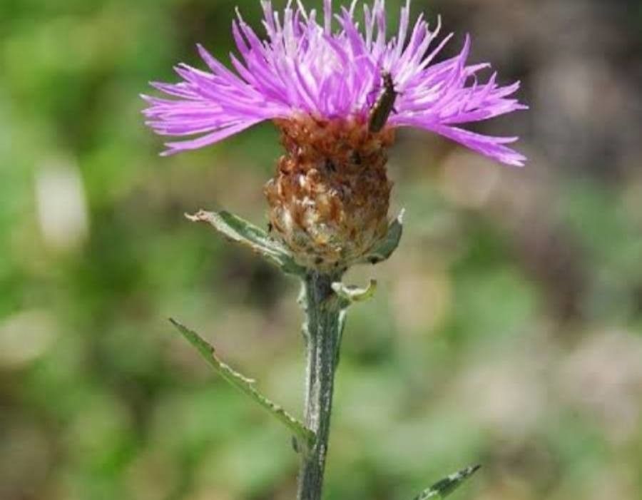 Centaurea × pratensis — houseplant care guide