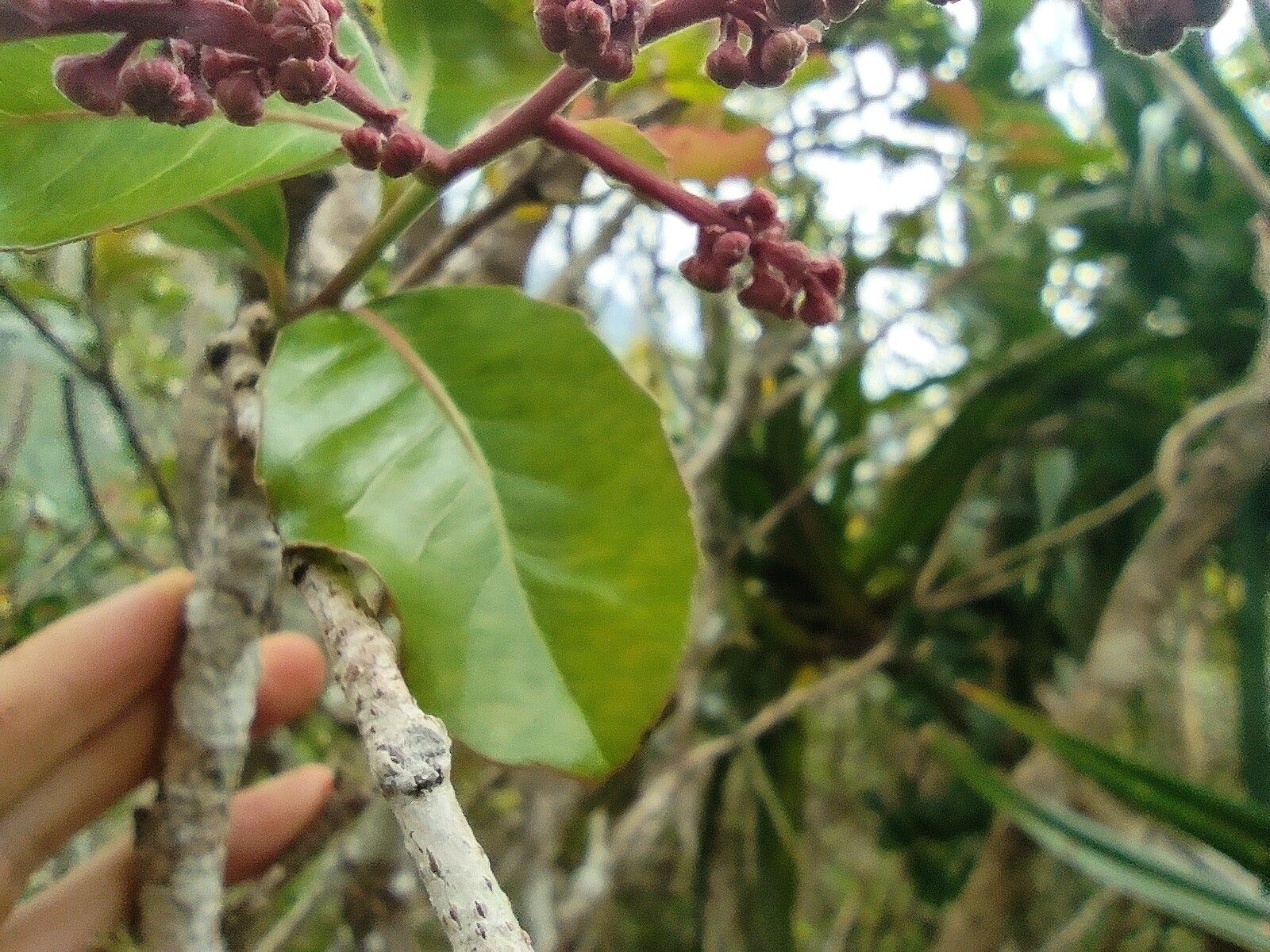 Homalium erianthum — houseplant care guide