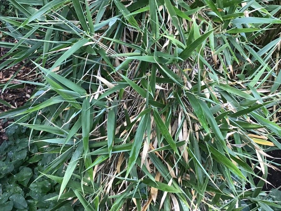 Thamnocalamus tessellatus — search result for 'Lesotho'