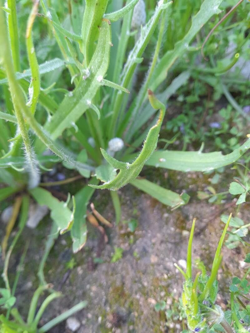 Plantago notata — search result for 'Plantago'