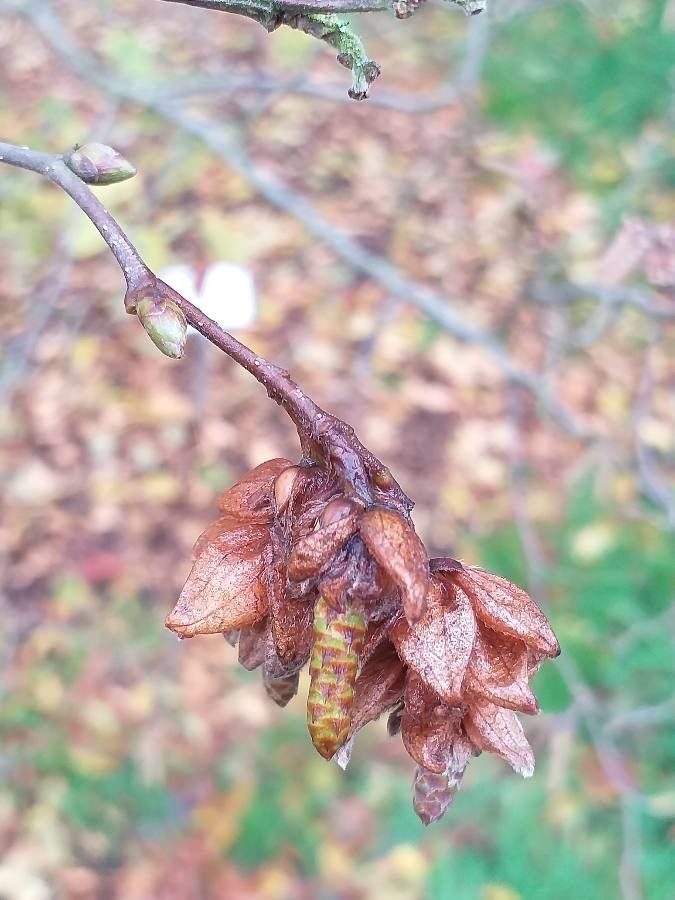 Ostrya japonica flower