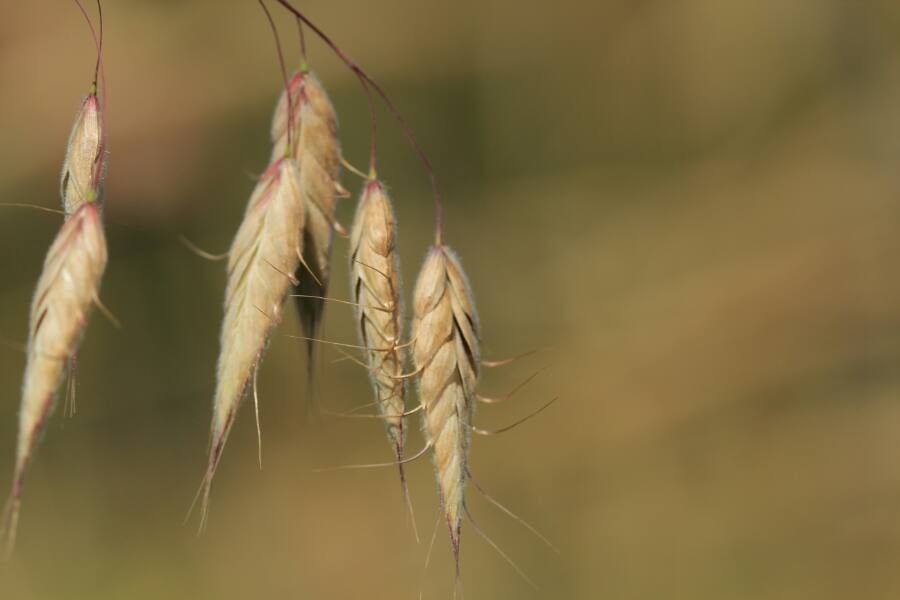 Bromus squarrosus flower