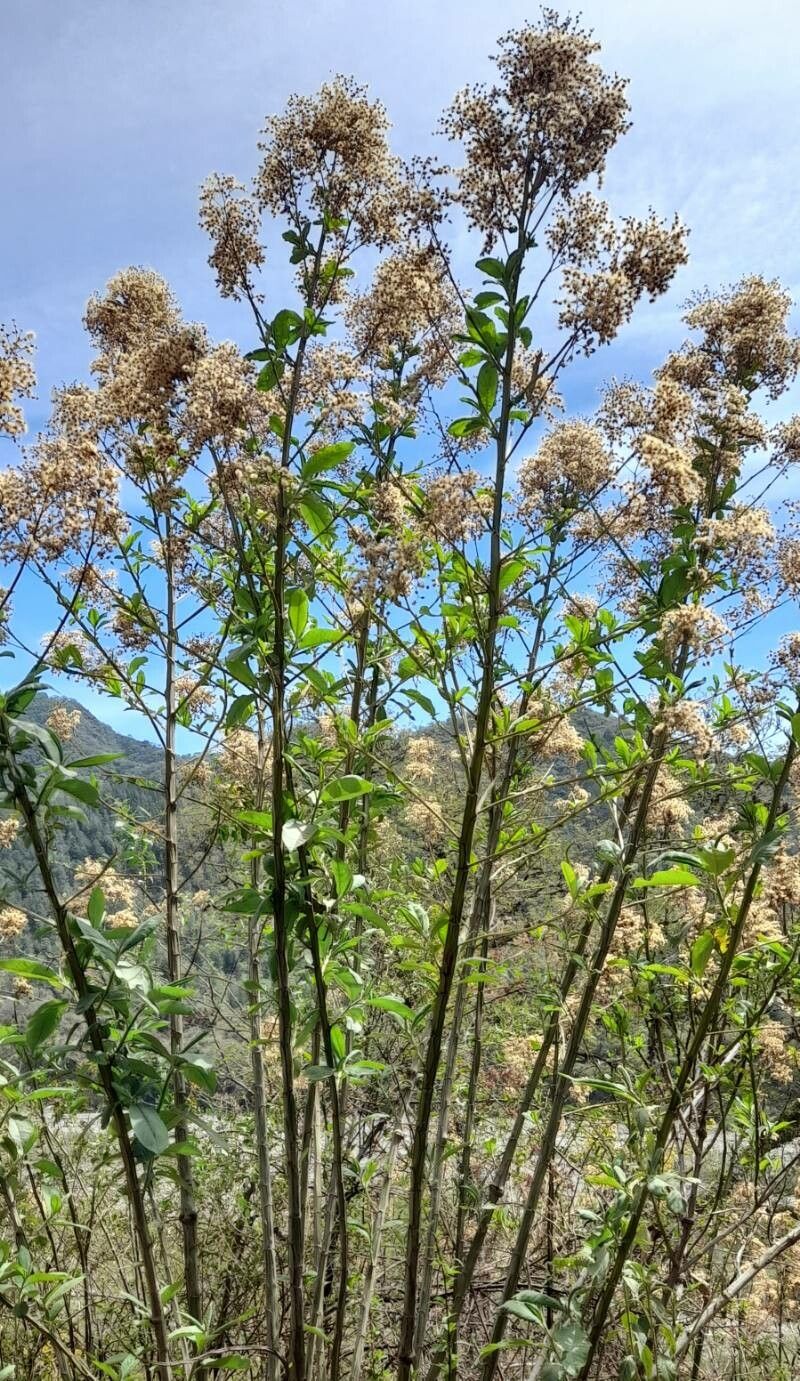 Vernonanthura pinguis habit