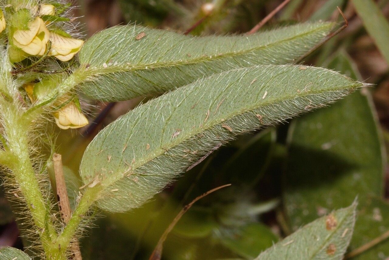 Crotalaria anthyllopsis flower