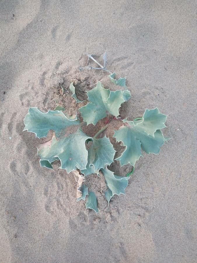 Eryngium maritimum — search result for 'Eryngium'