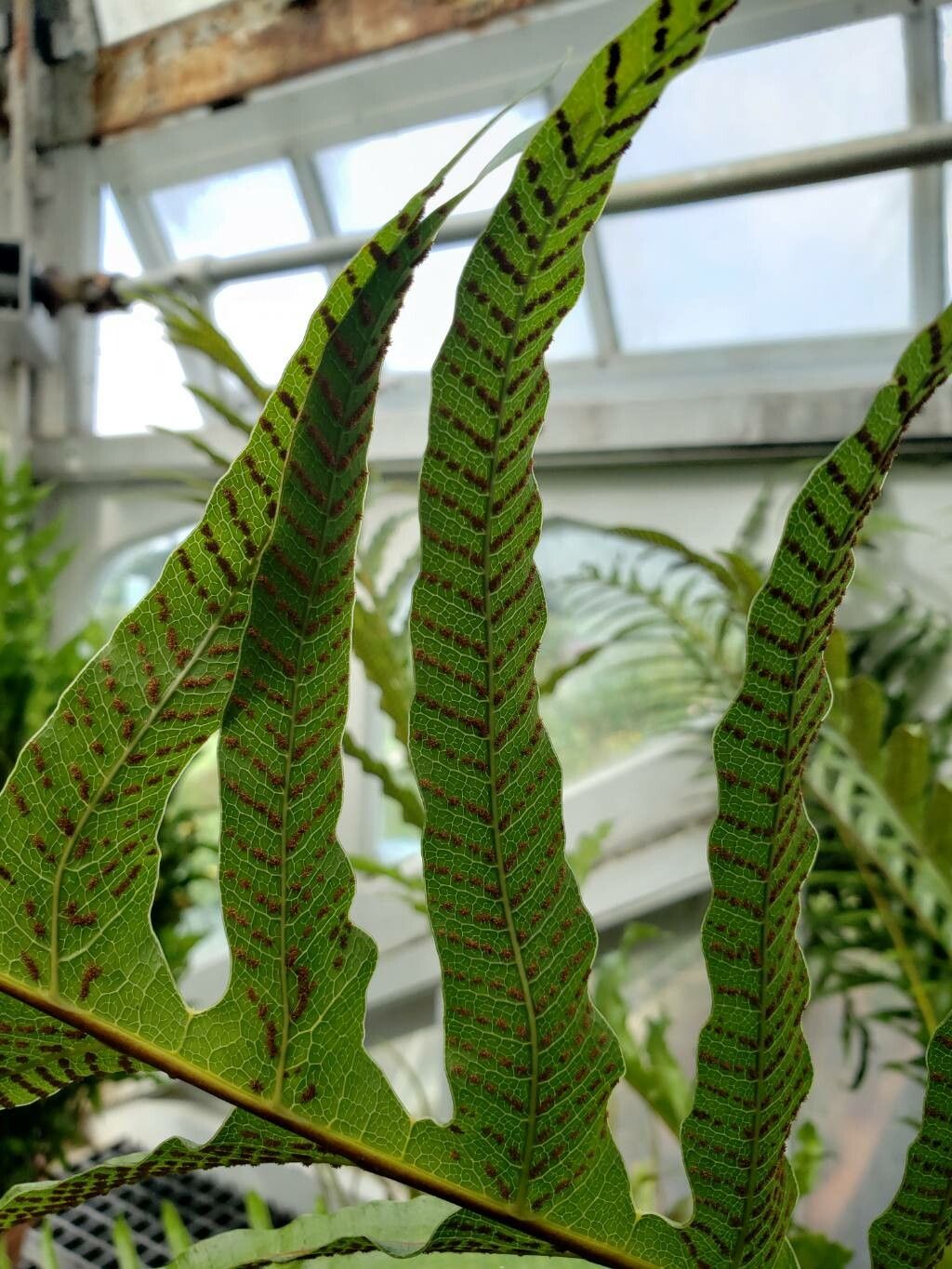 Drynaria coronans fruit