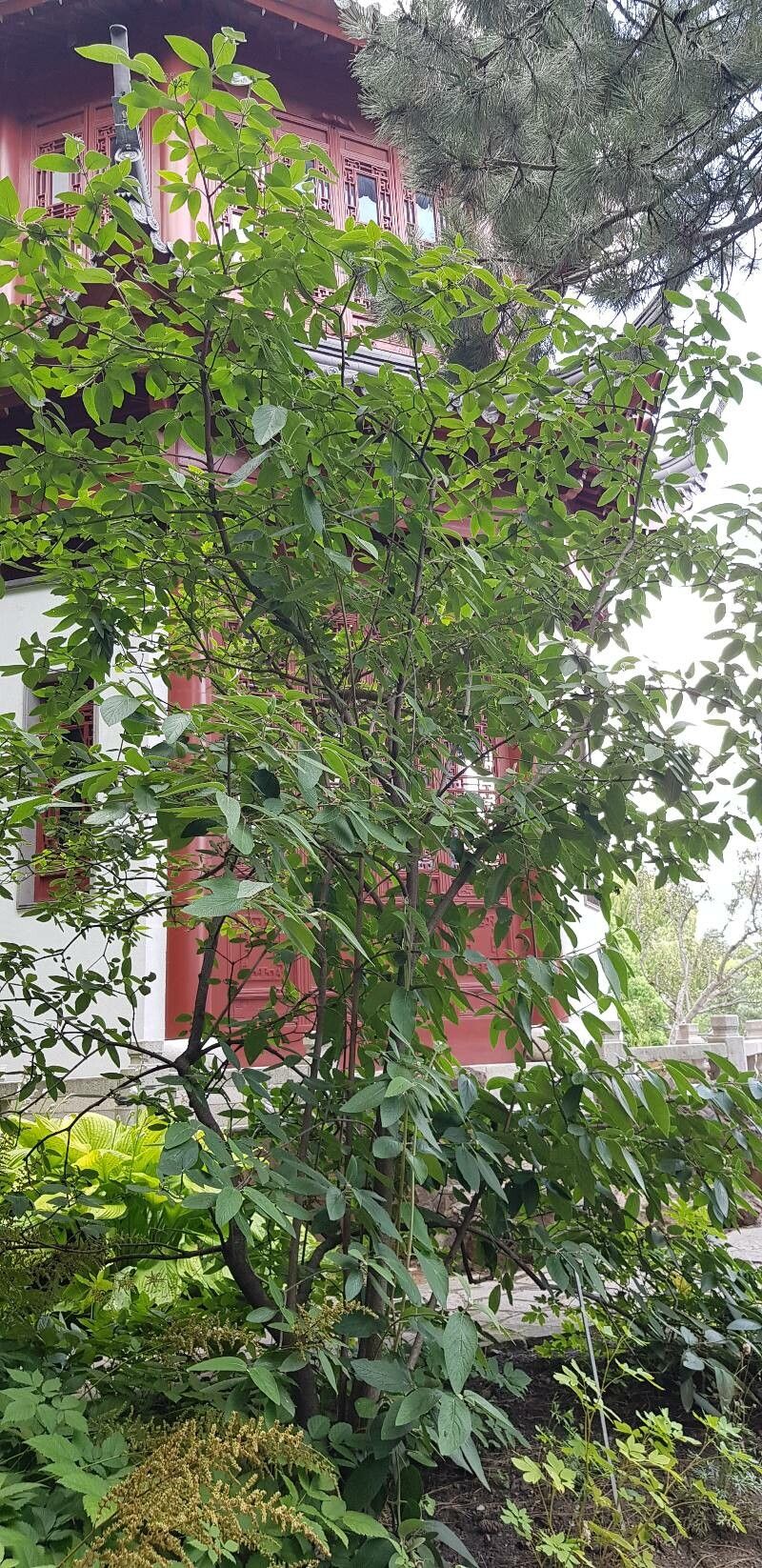 Viburnum × rhytidophylloides habit