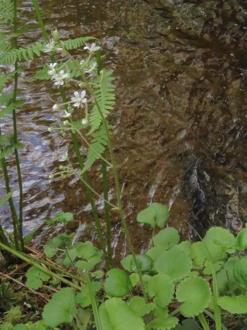 Saxifraga hirsuta flower