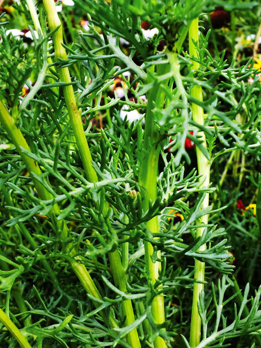 Ismelia carinata leaf