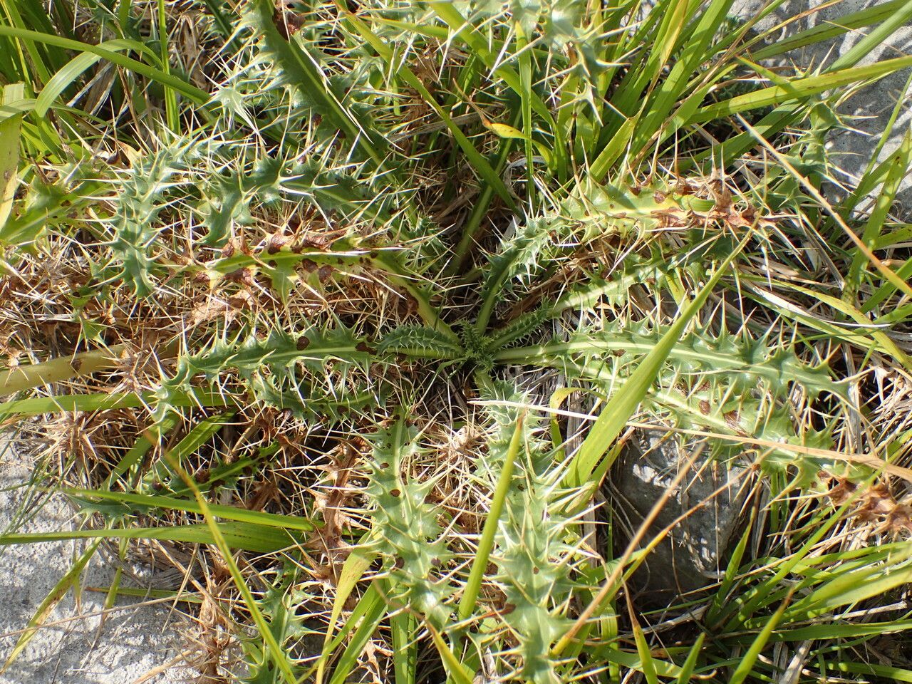 Morina persica — related species from the same genus