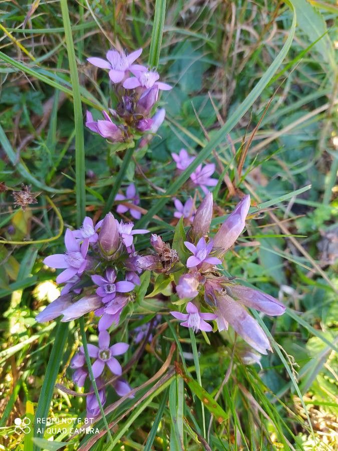 Gentianella germanica habit
