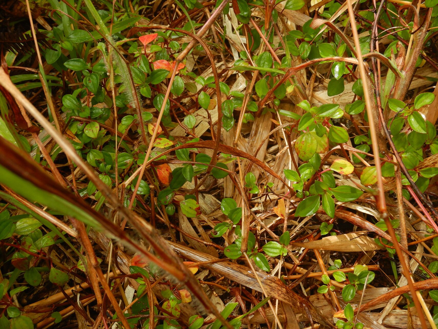 Heterotis decumbens (P.Beauv.) habit