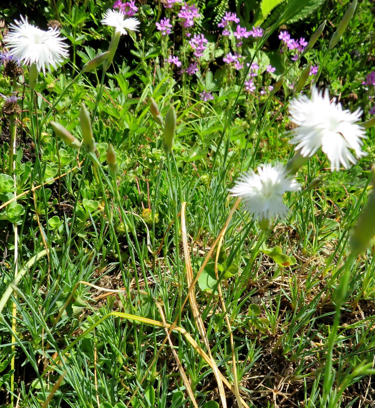 Dianthus fragrans habit