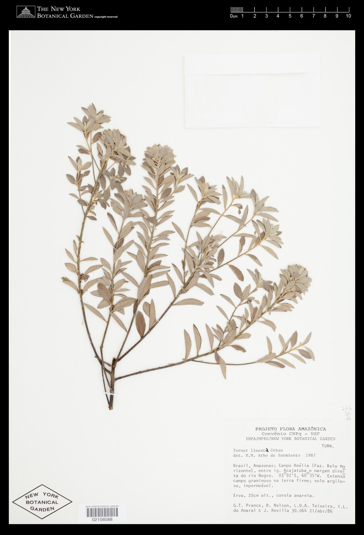 Turnera lineata — houseplant care guide