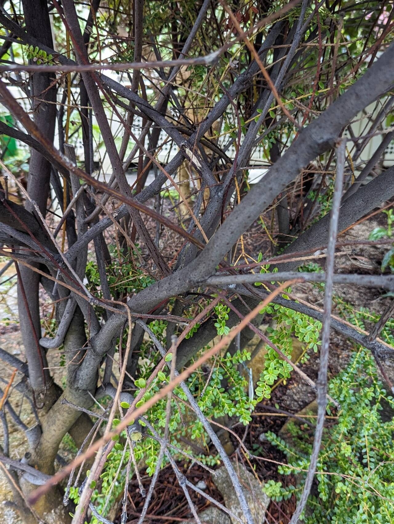 Vaccinium coriaceum bark