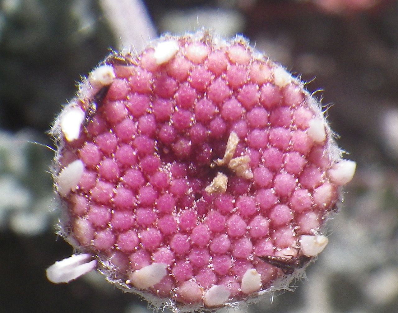 Anthemis plutonia flower