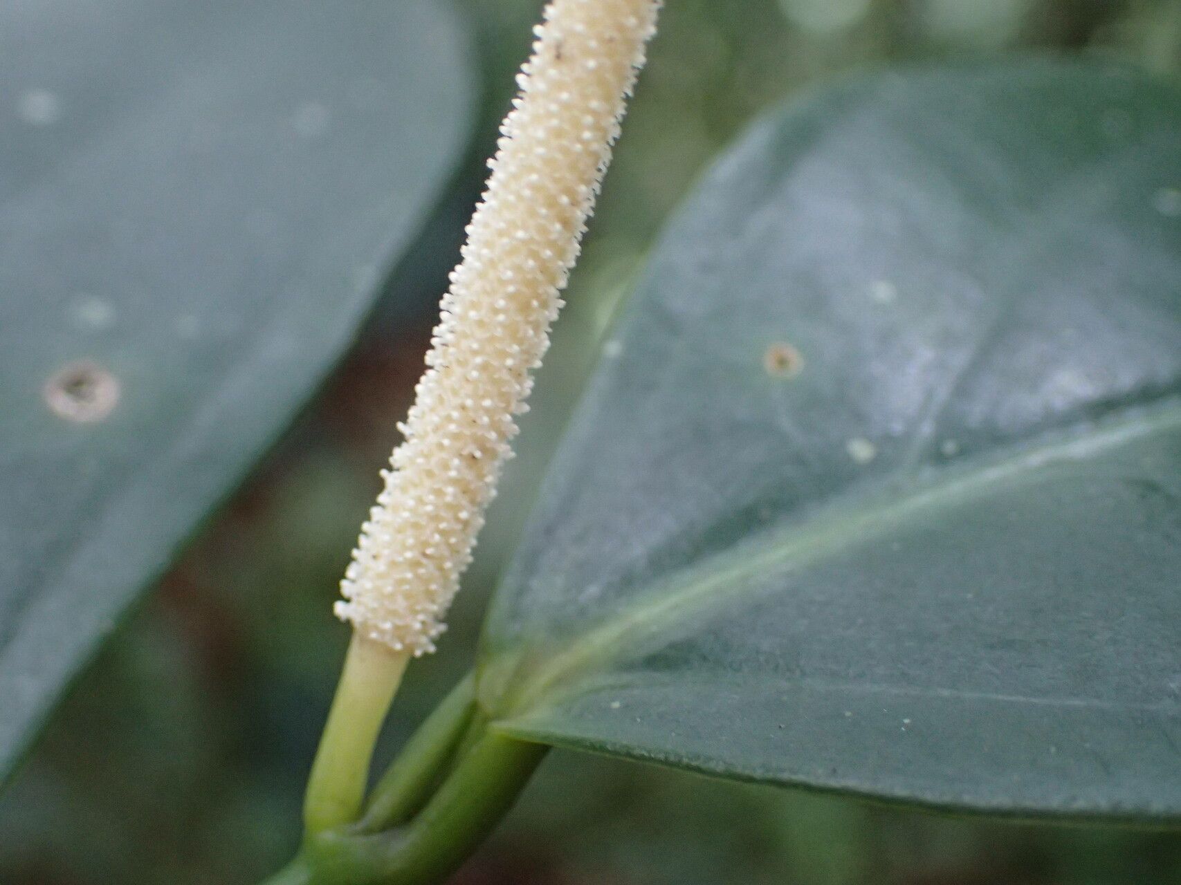 Piper aequale flower