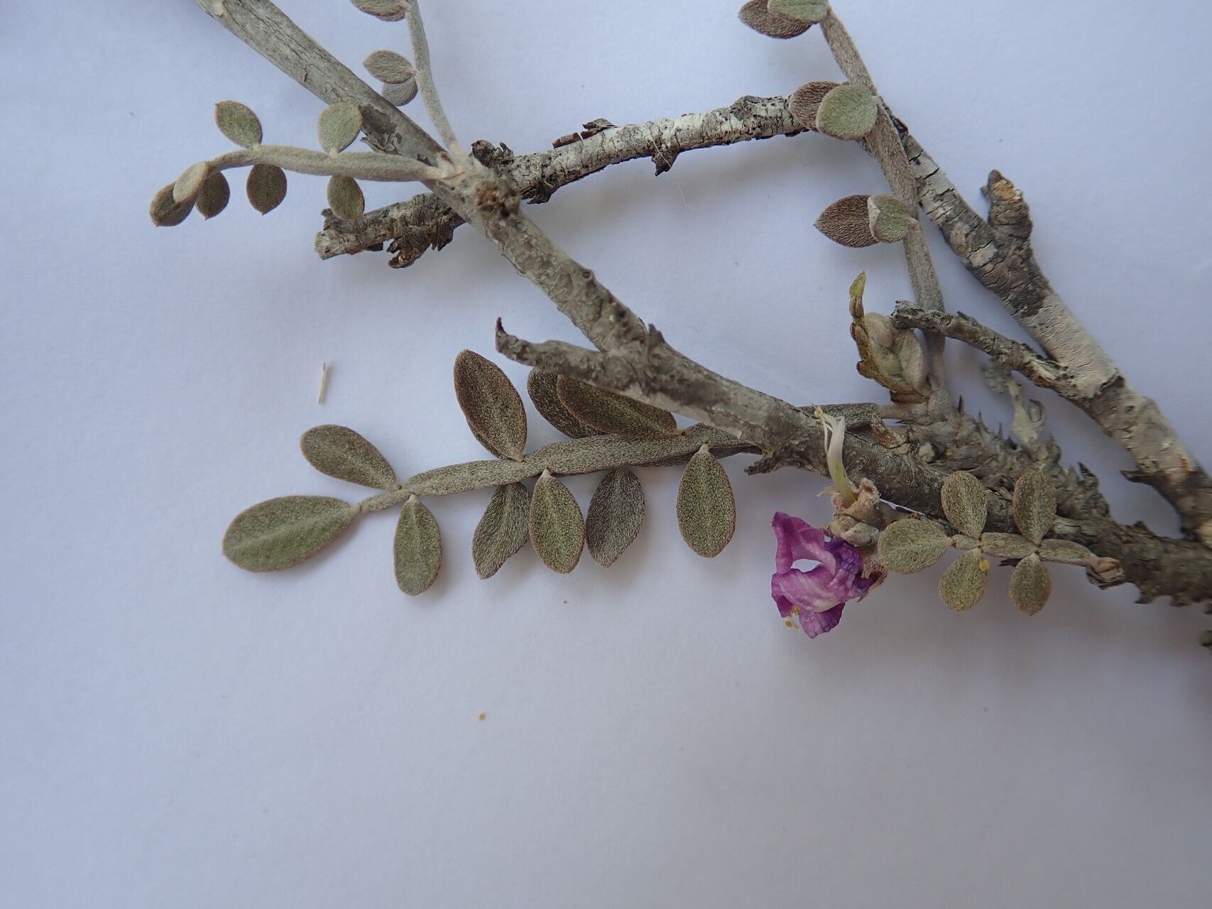 Indigofera humbertiana flower