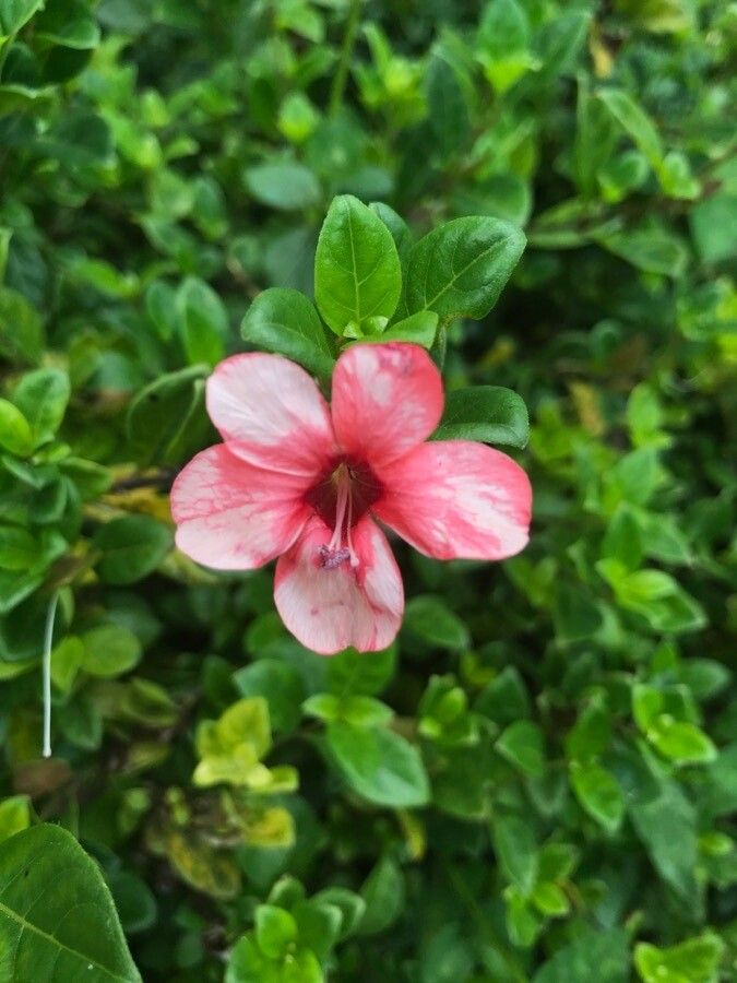 Barleria repens flower
