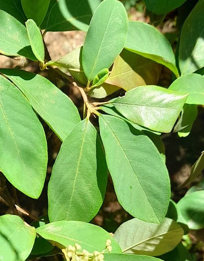 Cotoneaster glaucophyllus leaf
