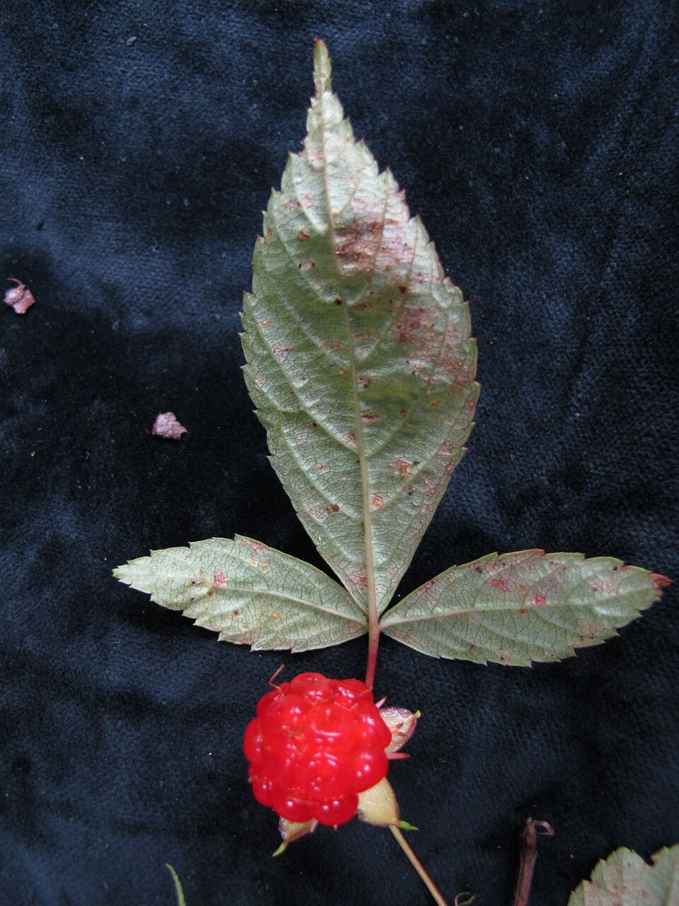 Rubus pentagonus habit