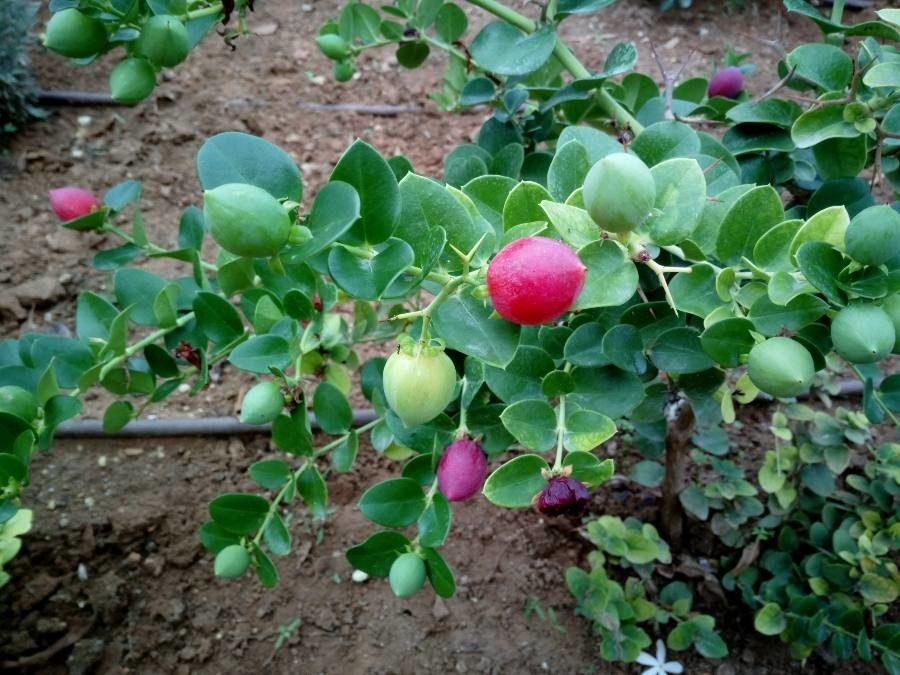 Capparis spinosa fruit