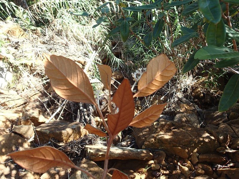 Argophyllum latifolium habit