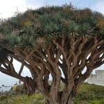Dracaena draco