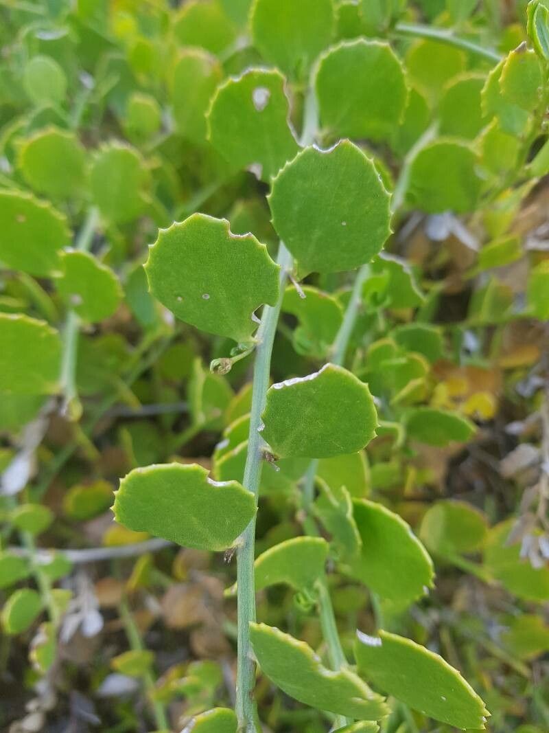 Goodenia varia — houseplant care guide