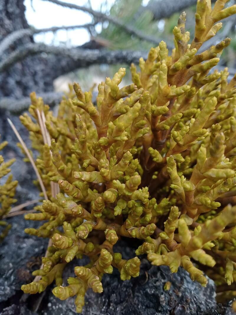 Arceuthobium globosum — search result for 'Arceuthobium'