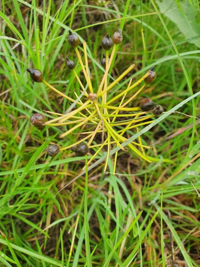 Bulbine abyssinica fruit